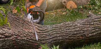  Elk Creek, KY Tree Care Pros