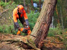 Best Tree Trimming and Pruning  in Elk Creek, KY