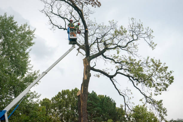 Best Root Management and Removal  in Elk Creek, KY