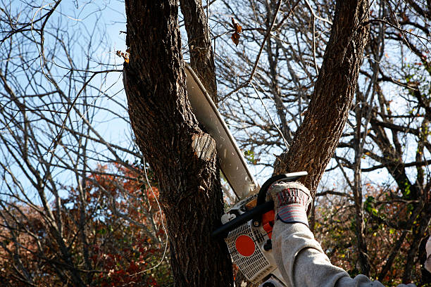 How Our Tree Care Process Works  in  Elk Creek, KY