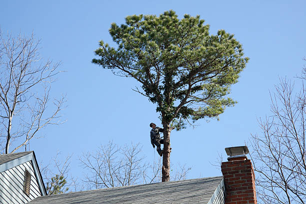 Best Commercial Tree Services  in Elk Creek, KY