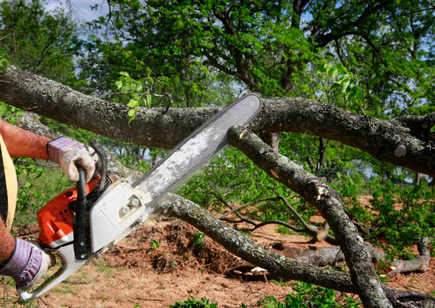 Elk Creek, KY Tree Care Company